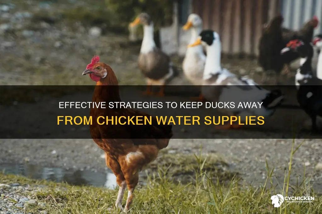 how to keep ducks out of chicken water