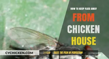 Effective Ways to Keep Flies Away from Your Chicken House