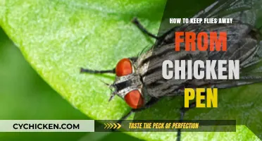Effective Tips to Keep Flies Away from Your Chicken Pen