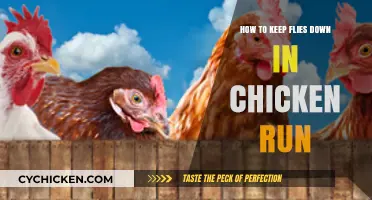 Effective Tips to Control Flies in Your Chicken Run