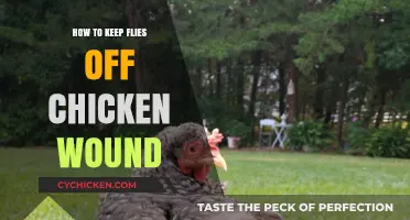 Effective Ways to Keep Flies Off Your Chicken's Wound