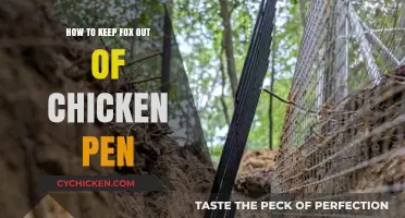 Effective Strategies to Protect Your Chickens from Fox Intruders