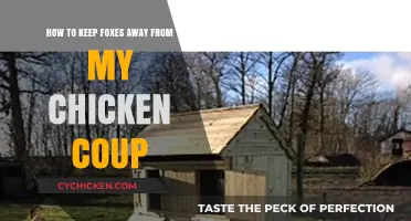 Protecting Your Chicken Coop: Keeping Foxes Away