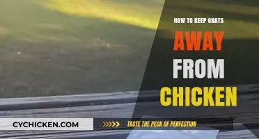 Effective Ways to Keep Gnats Away from Your Chickens Naturally
