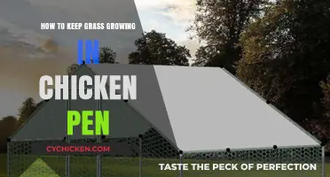 Maintaining Lush Grass in Your Chicken Pen: Practical Tips and Tricks