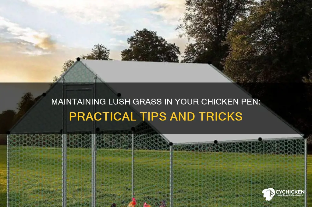 how to keep grass growing in chicken pen
