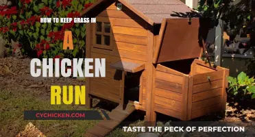 Maintaining Lush Grass in Your Chicken Run: Practical Tips and Tricks
