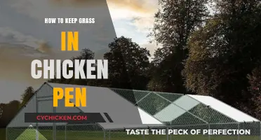 Maintaining Green Grass in Your Chicken Pen: Practical Tips and Tricks
