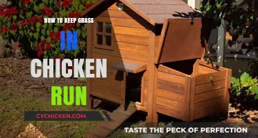 Maintaining Lush Grass in Your Chicken Run: Practical Tips and Tricks
