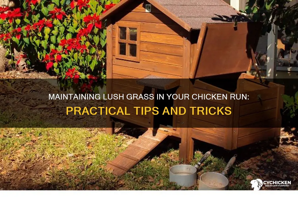 how to keep grass in chicken run