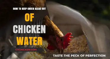 Preventing Green Algae in Chicken Waterers