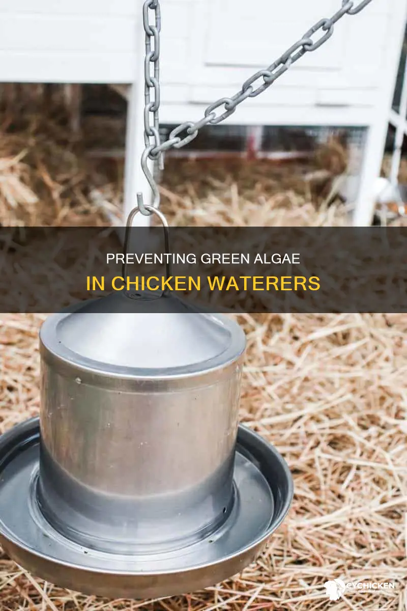 how to keep green algae out of chicken water
