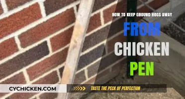 Protecting Your Chicken Pen: Keeping Groundhogs Away