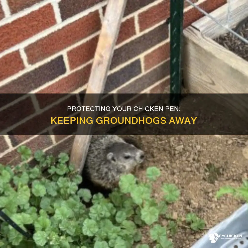 how to keep ground hogs away from chicken pen