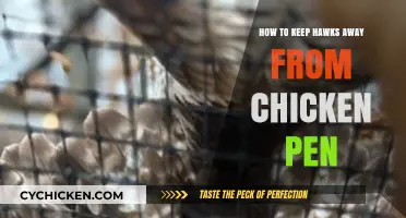 Protecting Your Flock: Effective Strategies to Deter Hawks from Chicken Pens