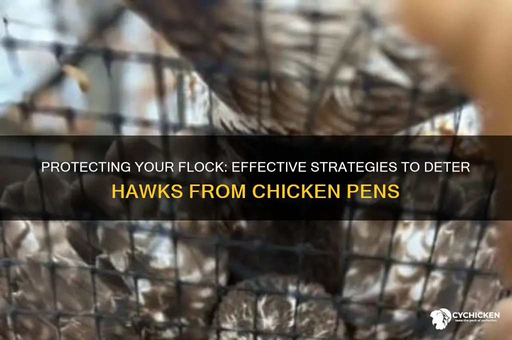 how to keep hawks away from chicken pen