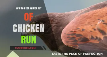 Protecting Your Flock: Effective Strategies to Deter Hawks from Chicken Runs