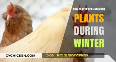 Winter Care for Hen and Chick Plants