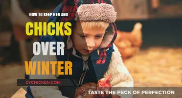 Winter Care Tips for Healthy Hen and Chicks Survival