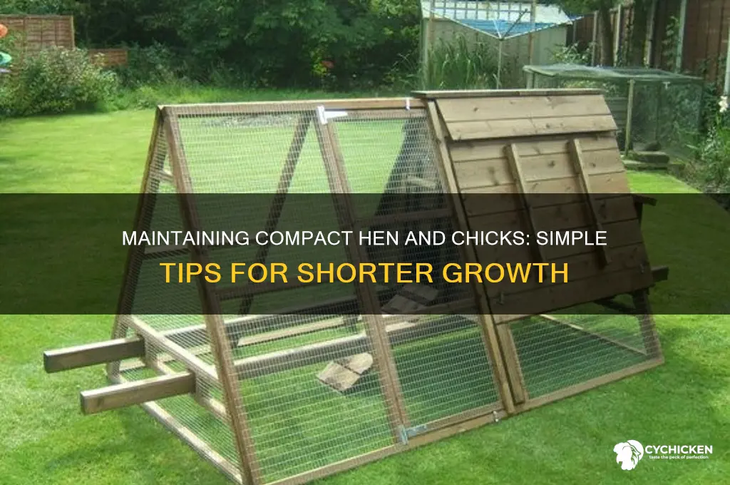 how to keep hen and chicks short