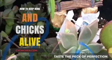 Essential Tips for Keeping Hens and Chicks Healthy and Thriving