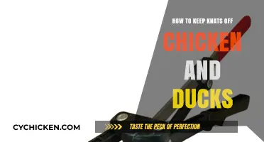 Effective Ways to Protect Poultry from Knats Naturally and Safely