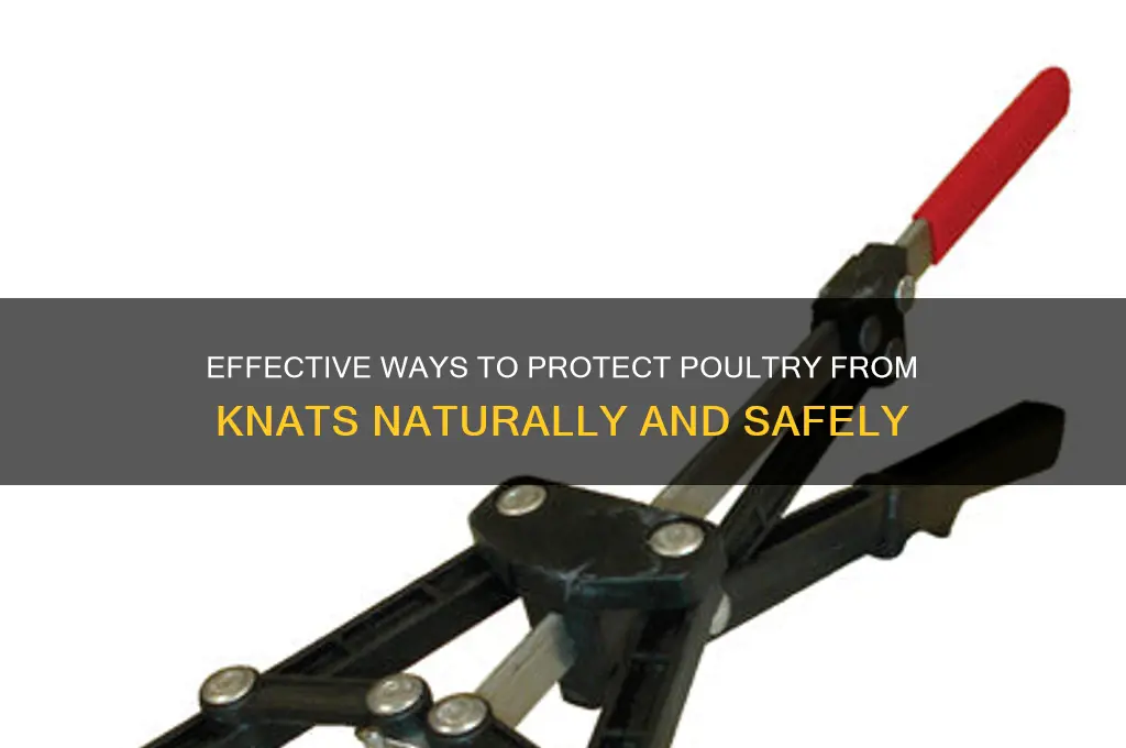 how to keep knats off chicken and ducks