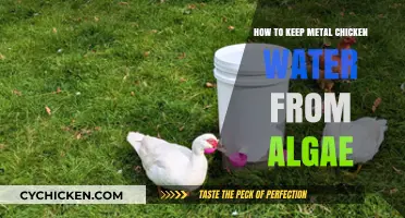 Prevent Algae in Metal Chicken Waterers: Simple Maintenance Tips