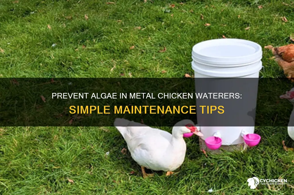 how to keep metal chicken water from algae