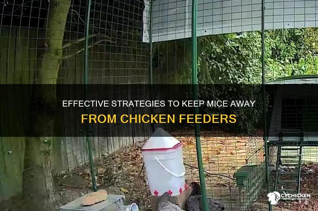 how to keep mice out of chicken feeders