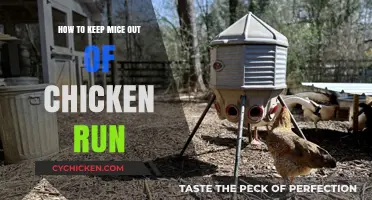 Effective Strategies to Keep Mice Out of Your Chicken Run