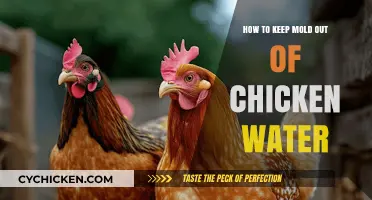 Effective Tips to Prevent Mold in Your Chicken's Water Supply