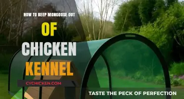 Effective Strategies to Protect Your Chicken Kennel from Mongoose Intruders