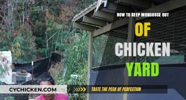 Effective Strategies to Protect Your Chicken Yard from Mongoose Intruders