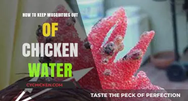 Effective Ways to Keep Mosquitoes Away from Chicken Water
