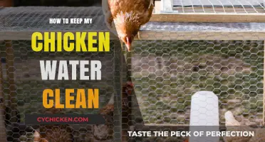 Effective Tips for Maintaining Clean Chicken Water Daily