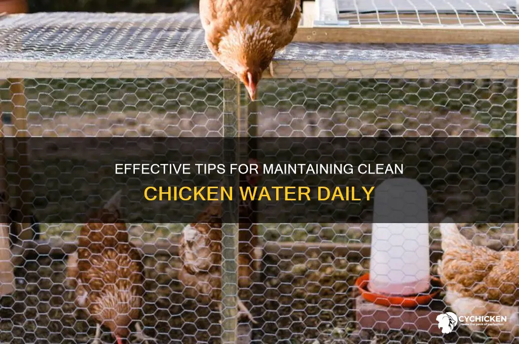 how to keep my chicken water clean