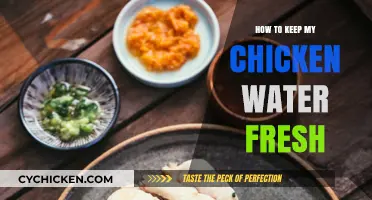 Keeping Chicken Water Fresh: Simple Tips for Healthy Hydration