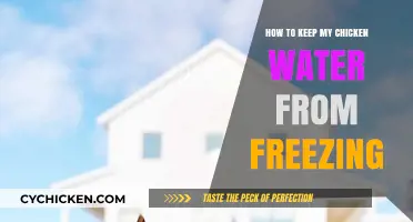Prevent Frozen Chicken Water: Simple Winter Care Tips for Coops