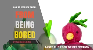 Engaging Activities to Prevent Boredom in Your New Chicks