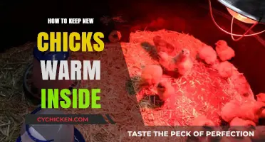 Cozy Chick Care: Essential Tips to Keep New Chicks Warm Indoors
