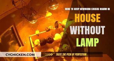 Keep Newborn Chicks Warm: No-Lamp Methods for Your Home