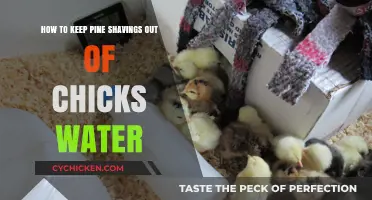Prevent Pine Shavings from Contaminating Chick Water Supplies