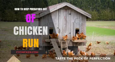 Secure Your Chicken Run: Effective Strategies to Deter Predators Safely
