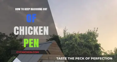 Protect Your Flock: Effective Ways to Raccoon-Proof Your Chicken Pen