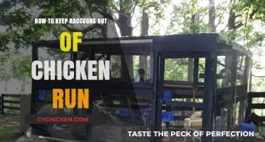 Effective Strategies to Protect Your Chicken Run from Raccoon Intruders