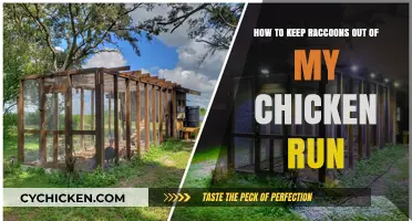 Protecting Your Chicken Run: Keeping Raccoons Out