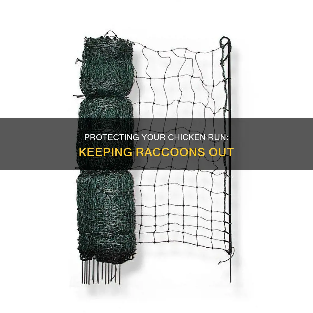 how to keep raccoons out of my chicken run
