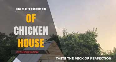 Effective Strategies to Protect Your Chicken Coop from Raccoon Intruders