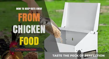 Effective Strategies to Protect Chicken Feed from Rat Infestations